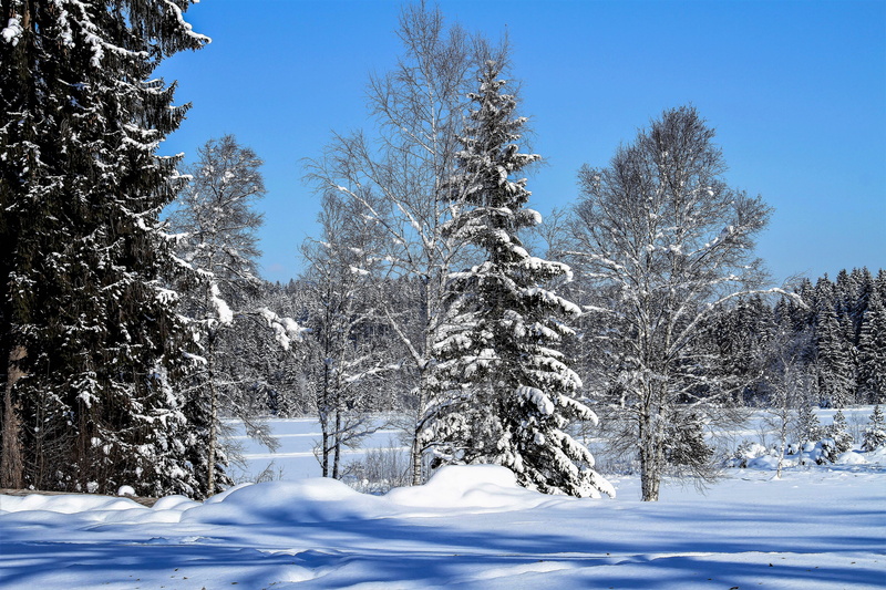 winter dream, no people, pine, snow, landscape, beauty in nature, land, winter time, forest, snowy, frost, trees, white color, nature, frozen, icy cold