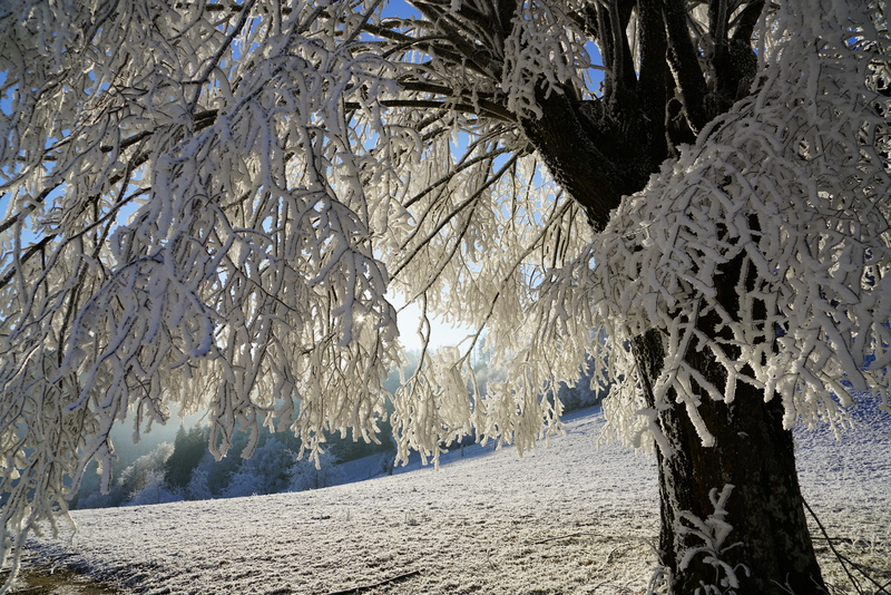 landscape, branch, idyllic, white, crystals, ice, idyll, nature, beauty in nature, tranquility, snow, iced, tree, pine tree, sand, land, water, bare tree