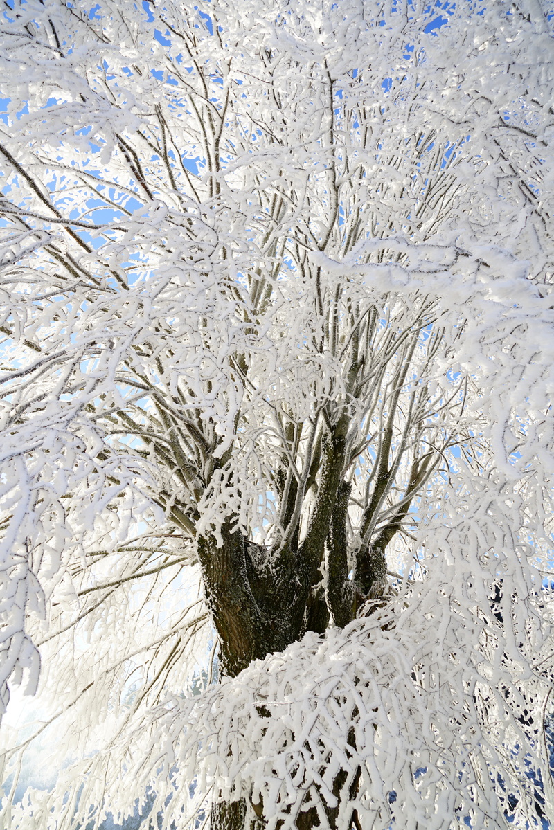 schoenthal, leutschenberg, tree, outdoors, crystals, crystal formation, day, cold temperature, idyll, water, tranquility, ice, beauty in nature, ripe, no people