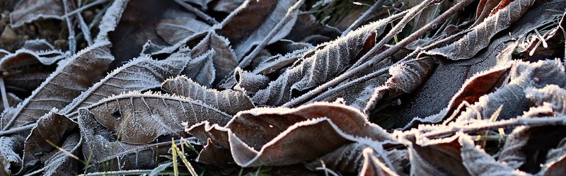 meadow, outdoors, dead plant, ripe, no people, dry, cold, nature, backgrounds, land, plant, 4K, snow, factory, growth, ice, close-up, industry, leaf, leaves