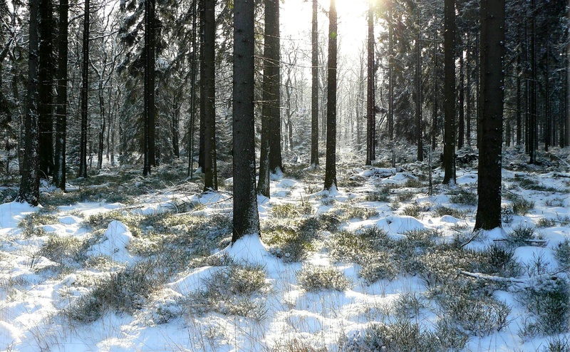 pine woodland, icy, daytime, sunbeam, lichtspiel, lighting, snow, winter forest, growth, atmosphere, winter, coniferous tree, forest, cold, tree trunk