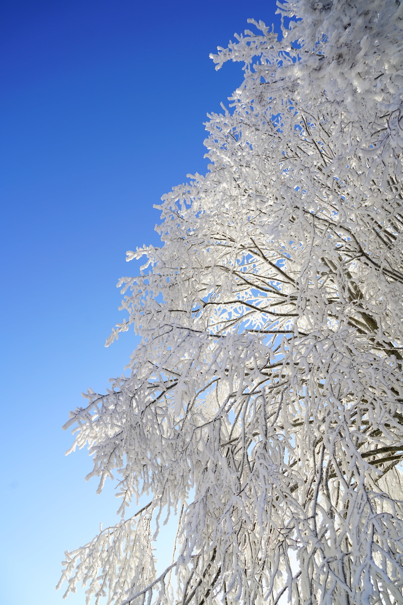 ripe, tranquility, idyllic, crystals, no people, cold temperature, outdoors, sky, tree, clear sky, iced, winter, low angle view, day, white color, beauty in nature