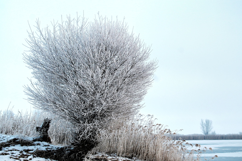 no people, frozen, winter, beauty in nature, day, tree, tranquil scene, cold, plant, outdoors, prettin, wintry, snow, cold temperature, land, elbaue, non-urban scene