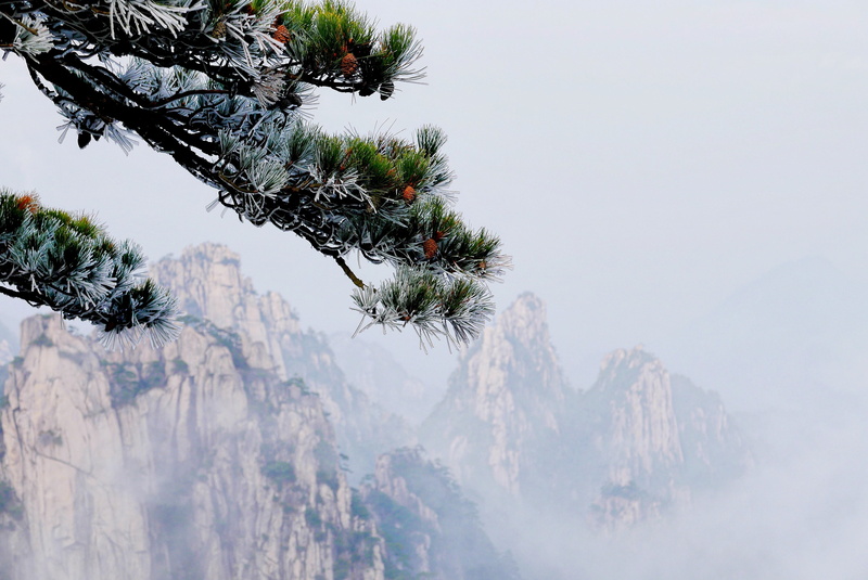 cold, beauty in nature, cold temperature, coniferous tree, green, mountains, calm, no people, evergreens, branch, mountain, fir tree, winter, snowing, landscape