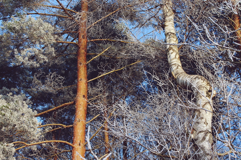 white, trunk, snow magic, vertebrate, tree, snow landscape, rest, fairytale, winter, germany, branch, needles, trees, mood, no people, frost, wood, aesthetic