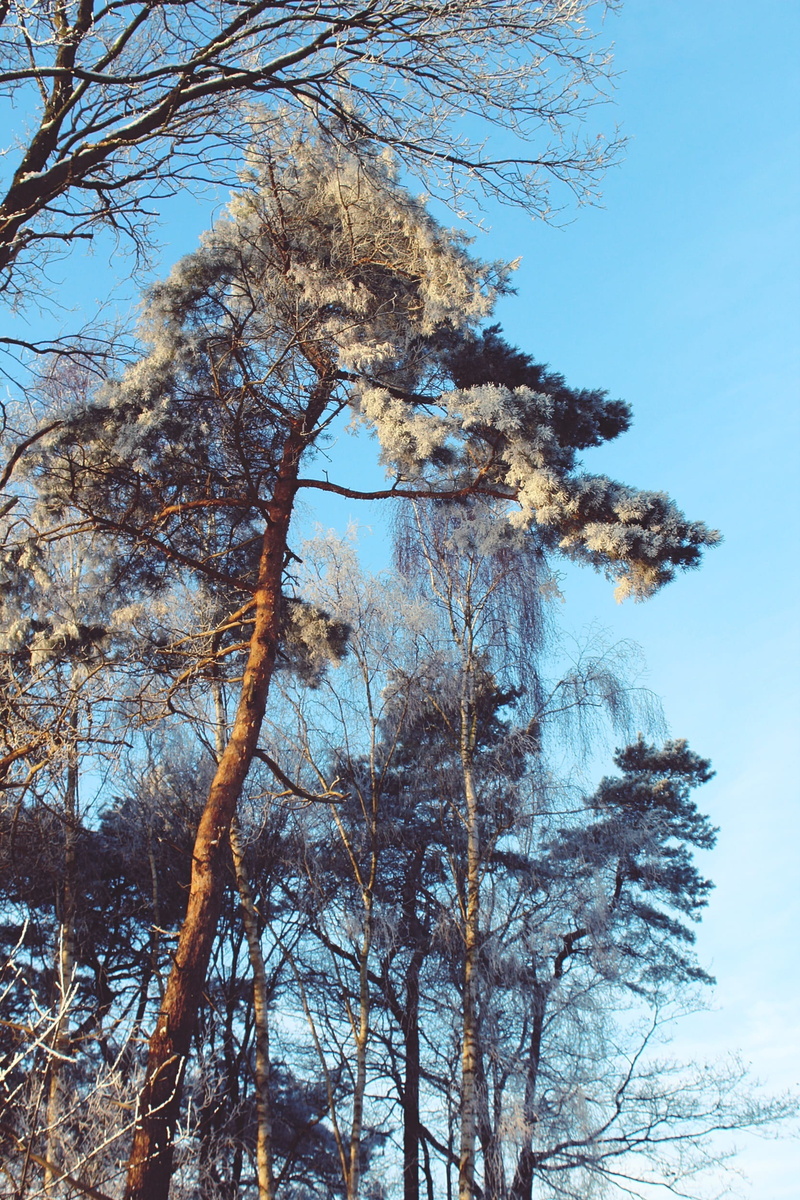 frozen, white, winter mood, lonely, frost, tranquil scene, icy, snow landscape, non-urban scene, snowed in, sky, germany, aesthetic, low angle view, snowy