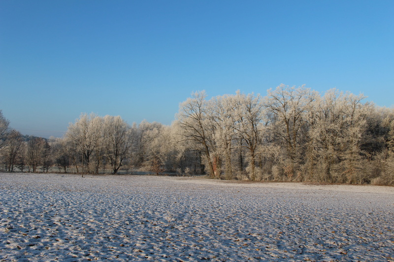 cold temperature, plant, bare tree, sky, blue, Frost, Cold, land, beauty in nature, tranquility, tranquil scene, icy, no people, Landscape, winter, environment