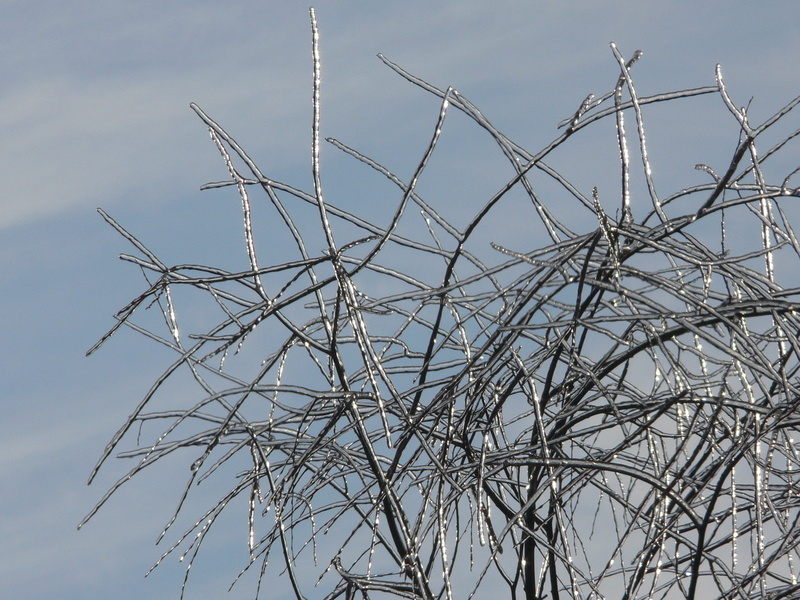 Sprig, ice, sky, outdoors, security, Twig, low angle view, day, winter, nature, 2K, tree, blue, dried plant, Blue, tranquility, bare tree, metal, protection