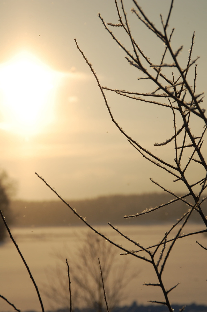 bare tree, covered, crystals, scenics, sea, seasonal, branches, silhouette, scenics - nature, dusk, ice, plants, sunset, stems, Snowy, sunlight, nature