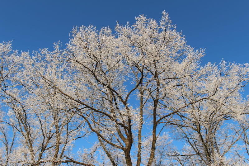 5K, clear sky, scenics - nature, bare tree, blue, springtime, Forest, sunlight, Trees, outdoors, tree, growth, cherry blossom, nature, white color, beauty In Nature