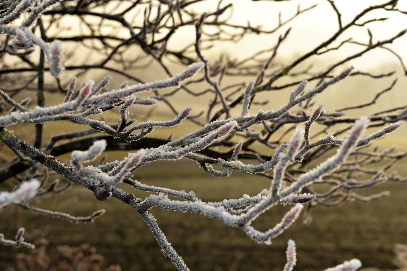 ice, cold temperature, frozen, frosty, plant, eiskristalle, close, tree, autumn, branch, Hoarfrost, beauty in nature, winter, no people, day, crystals