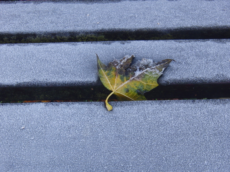nature, one animal, city, Leaf, no people, Winter, frozen, Leaves, green color, Silent, hoarfrost, icy, textured, outdoors, high angle view, animal themes