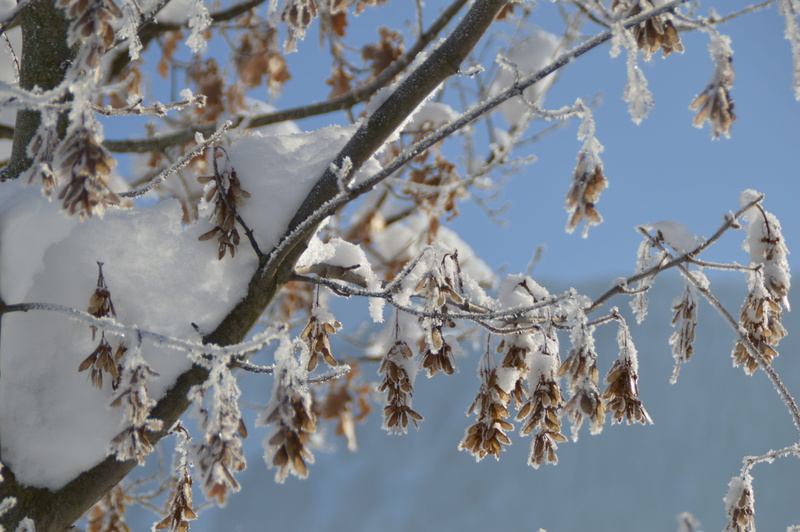 close-up, focus on foreground, white color, plant, Branch, 4K, outdoors, day, cherry blossom, beauty in nature, Frozen, cold temperature, low angle view