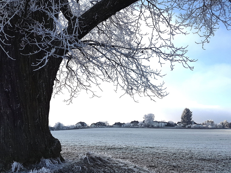 nature, arable, winter, snow, tranquility, day, trunk, seasons, sky, tree trunk, mood, shadow, romantic, no people, bare tree, winter cold, outdoors, winter dream
