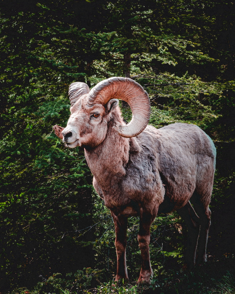 banff, tree, no people, horns, animal themes, banff national park, forest, one animal, pets, livestock, animal wildlife, domestic animals, plant, domestic