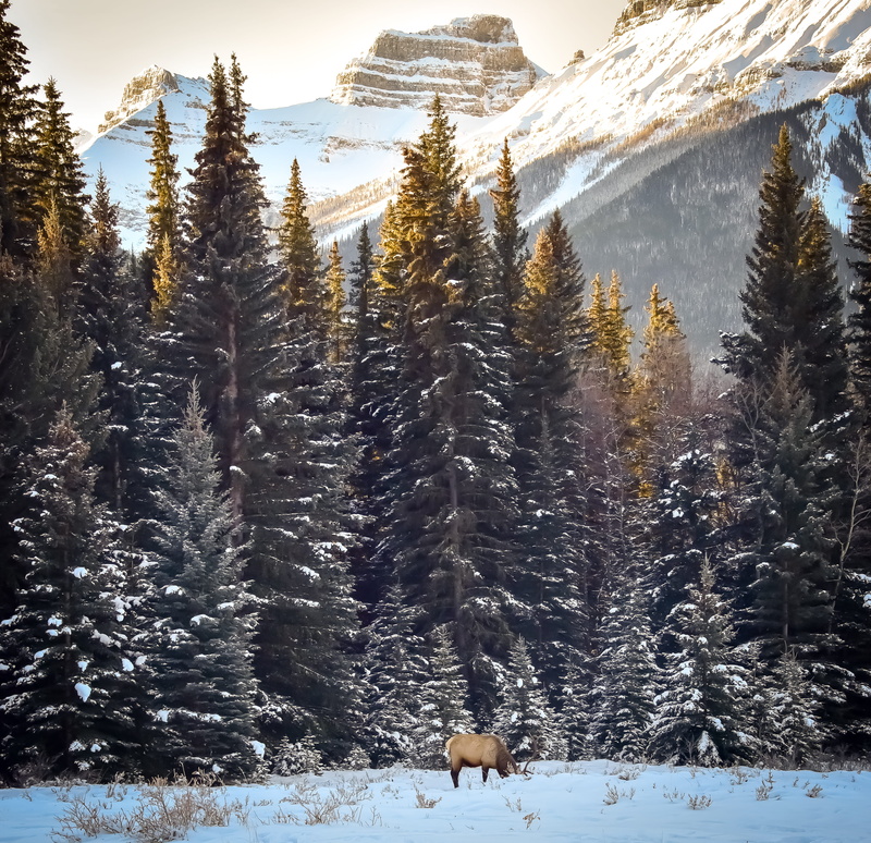 land, christmas tree, conifer, spruce, pine, trees, coniferous tree, standing, day, tranquil scene, beauty in nature, mammal, tree, plant, woodland, sunrise