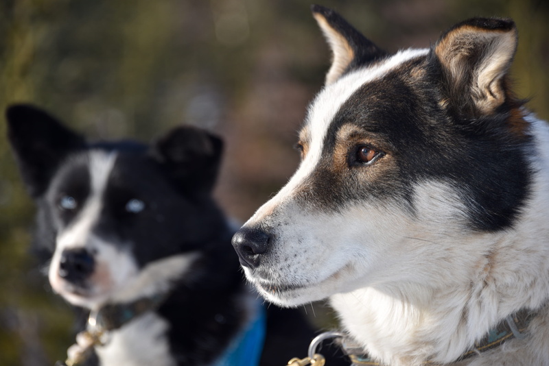canada, mammal, 5K, border collie, dogs, domestic, animal head, pets, no people, animals, domestic animals, dog, focus on foreground, canine, animal themes