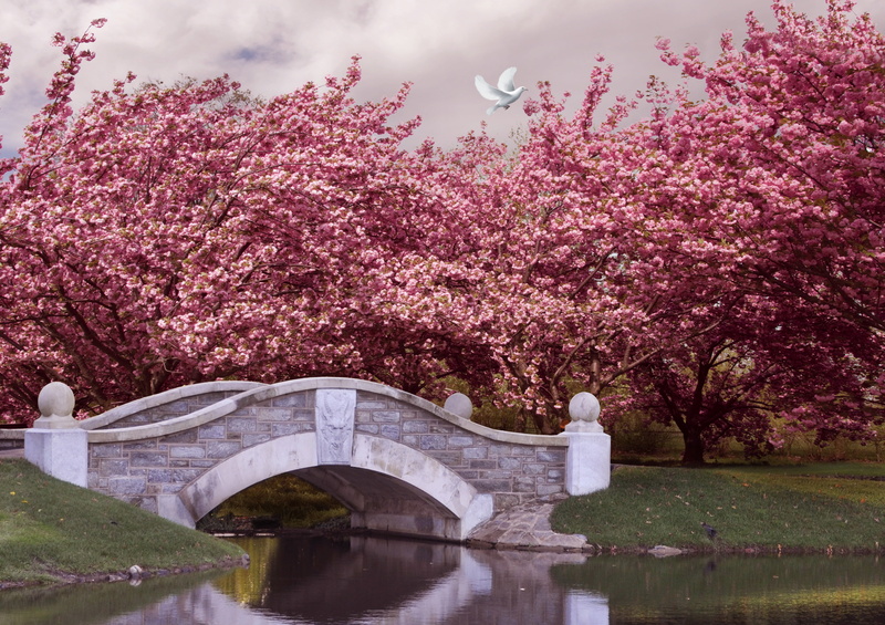 famous Place, trees, cherry Tree, arch bridge, flowering, spring, water, japan, sakura, flowering plant, bridge - Man Made Structure, blossom, architecture