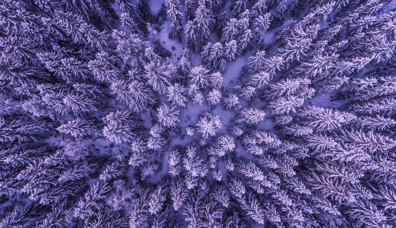 crystal, texture, frame, trees, season, backgrounds, nature, vulnerability, purple, cold, leaves, scenic, environment, background, plant, frost, fabric