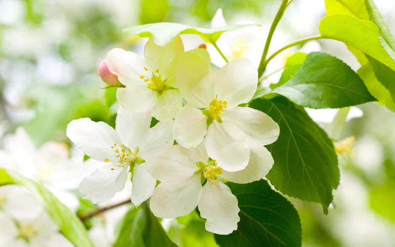 2K, Spring, White, Blossoms, Cherry, Come