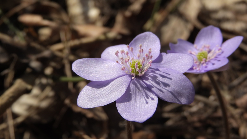 flower head, spring is coming, springtime, inflorescence, podléšky, purple flowers, purple, 4K, fragility, focus on foreground, blossom, flowering plant