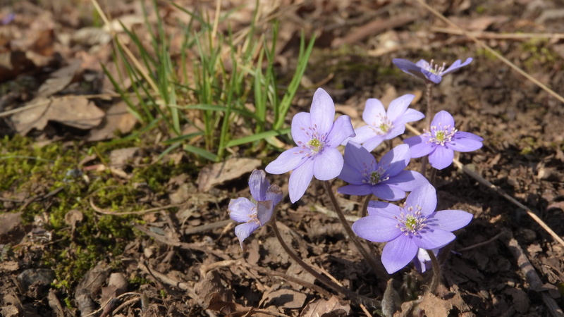 purple, land, close-up, podléška, liverwort, spring is coming, day, podléšky, signs of spring, spring flowers, flower head, beauty in nature, anemone hepatica