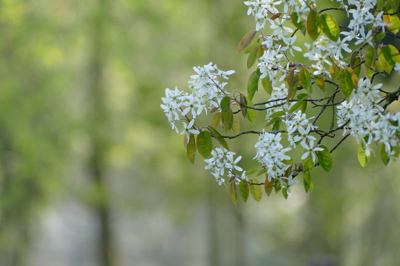 no people, close-up, petal, flowering plant, lilac, flower, fragility, outdoors, freshness, plant, bunch of flowers, white color, day, Spring, 5K, botany