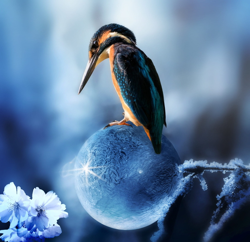 spring is coming, mobile phone, desktop background, Spring, Kingfisher, beauty in nature, flower, day, ball, Bird, 1080P, blue, animal themes, frozen