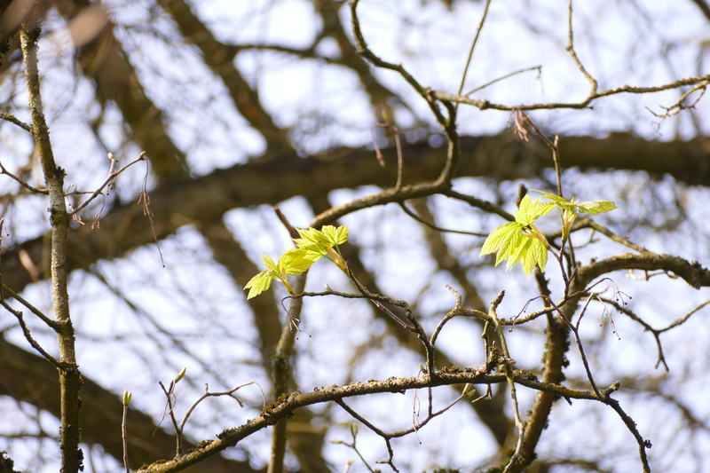 snow, vulnerability, focus on foreground, Spring, winter, cold temperature, branch, Coming, outdoors, soon, low angle view, growth, day, coming, plant