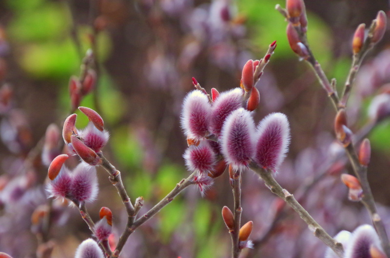 beginnings, nature, selective focus, tranquility, vulnerability, no people, with the coming of spring, freshness, enables, purple, outdoors, flower head