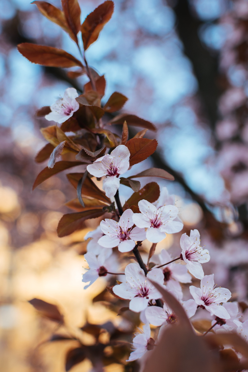 plant, human hand, white, hello april, spring is here, nature, flowering plant, hand, growth, cherry blossom, fruit, branch, cherry tree, twig, beauty in nature