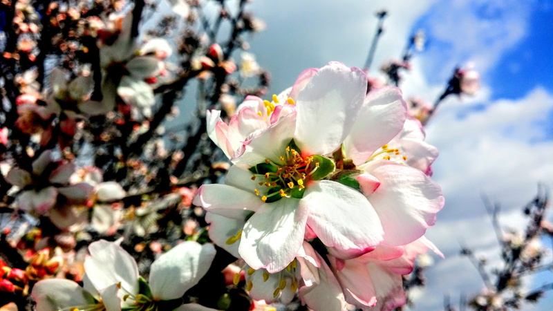 plant, Coming Soon, petal, tree, 4K, beauty In Nature, cherry tree, flower head, vulnerability, day, white color, flower, blossom, flowering plant, fragility