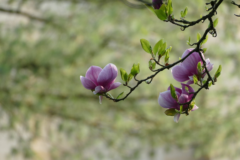 growth, flowering plant, fragility, springtime, flowers, vulnerability, blossom, plant, beauty in nature, focus, spring, tree, 5K, close-up, petal, flower