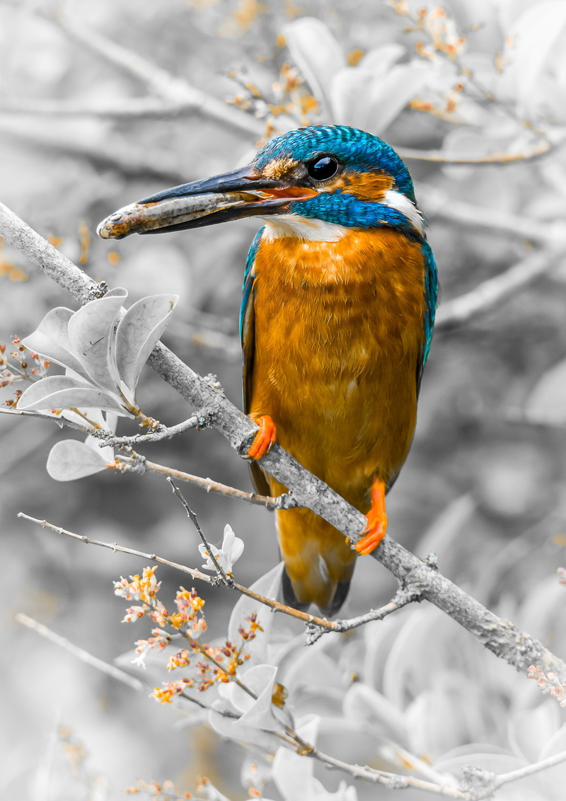 nature, day, looking away, 2K, birdwatching, color, animal wildlife, ornithology, avian, closeup, beauty in nature, one animal, branch, wild, no people