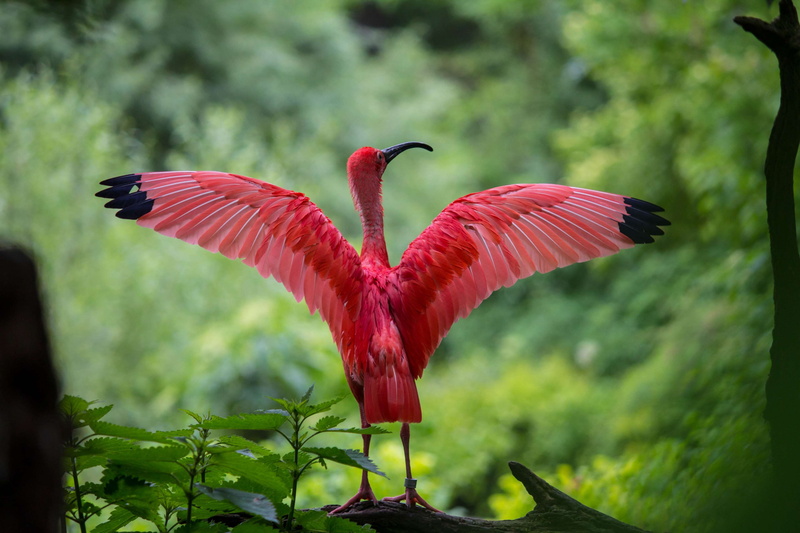 4K, flight, outdoors, animals in the wild, colur, beautiful, plumage, focus on foreground, animal wildlife, animal, tree, wild, wing, exotic, flower, avian