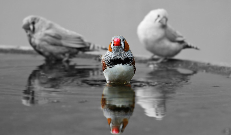 cute, water, reflection, bird, nature, 2K, feather, group of animals, finch, day, birds, focus on foreground, close-up, animal, zebra finch, two animals