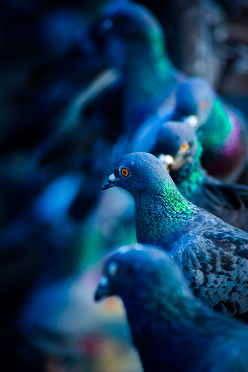 animal body part, daylight, pigeons, animals in the wild, focus on foreground, vertebrate, nature, two animals, bird, 5K, little, blue, animal themes