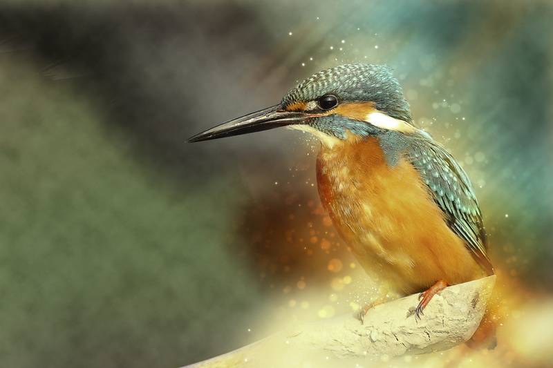 little, animal wildlife, avian, animals in the wild, branch, 4K, selective focus, animal, digital manipulation, photo, animal themes, illumination, outdoors