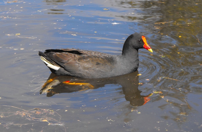animal neck, reflection, water bird, nature, creature, mammal, australia, swimming, avian, animal wildlife, animals in the wild, outdoor, beak, animal themes