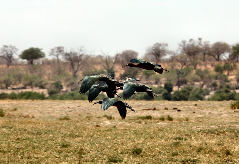 spread wings, safari, birds, flight, nature, animal, motion, flying, mid-air, fly, landscape, plant, flock of birds, sky, grass, field, color, wild, day
