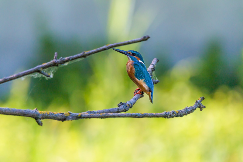 fischer, tree, beautiful, branch, plumage, focus on foreground, beak, outdoors, spring, nature, animal, beauty in nature, animal world, bird, twig, feather