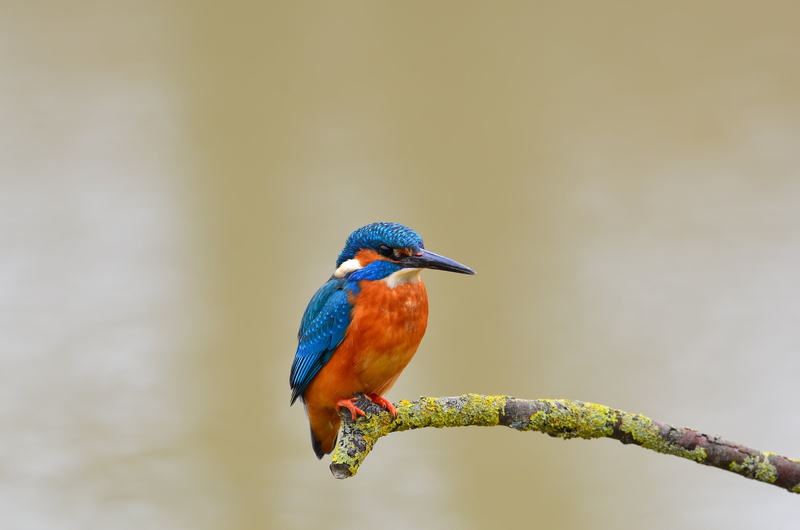 profile view, trunk, photographer, animal wildlife, orange, feather, white, natural, animal, perching, day, color, 4K, branch, focus on foreground, poland halcyon