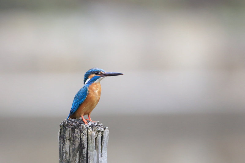 avian, nature, outdoors, blue, beauty in nature, wooden post, kingfisher, one animal, profile view, 2K, day, animal, animal themes, close-up, perching