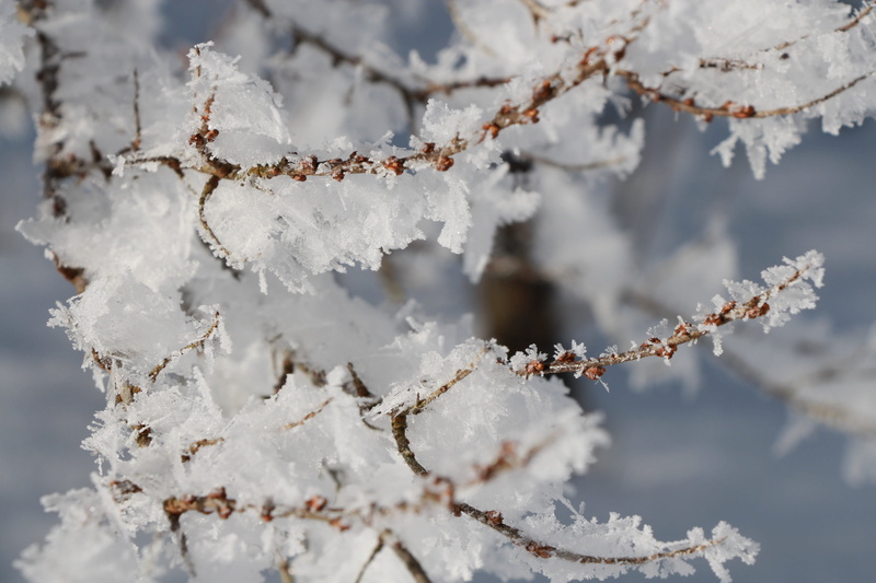 twig, selective focus, tree, Iced, backgrounds, Hoarfrost, outdoors, aesthetic, Ice, day, branch, frost, growth, full frame, extreme weather, snow, close-up