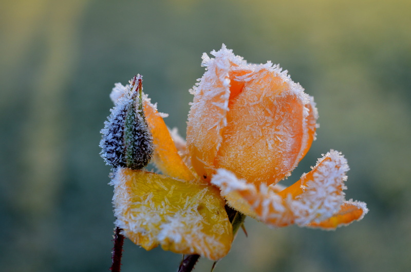 focus on foreground, day, bloom, vulnerability, outdoors, frost, no people, snow, yellow, blossom, flowering plant, frozen, hoarfrost, icy, nature, rose