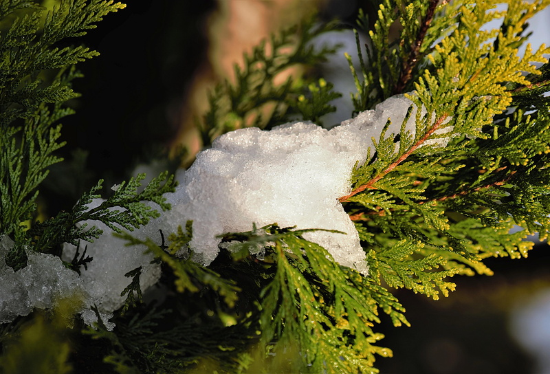 5K, hedge, lichen, white color, coniferous tree, green color, pine tree, thujene, snow, plant, focus on foreground, growth, land, eiskristalle, no people