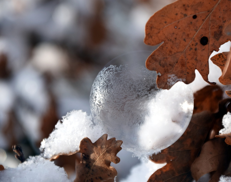 frosted soap bubble, soap bubble, eiskristalle, plant, focus on foreground, winter, iridescent, snow, leaf, tranquility, oak leaves, nature, 4K, no people