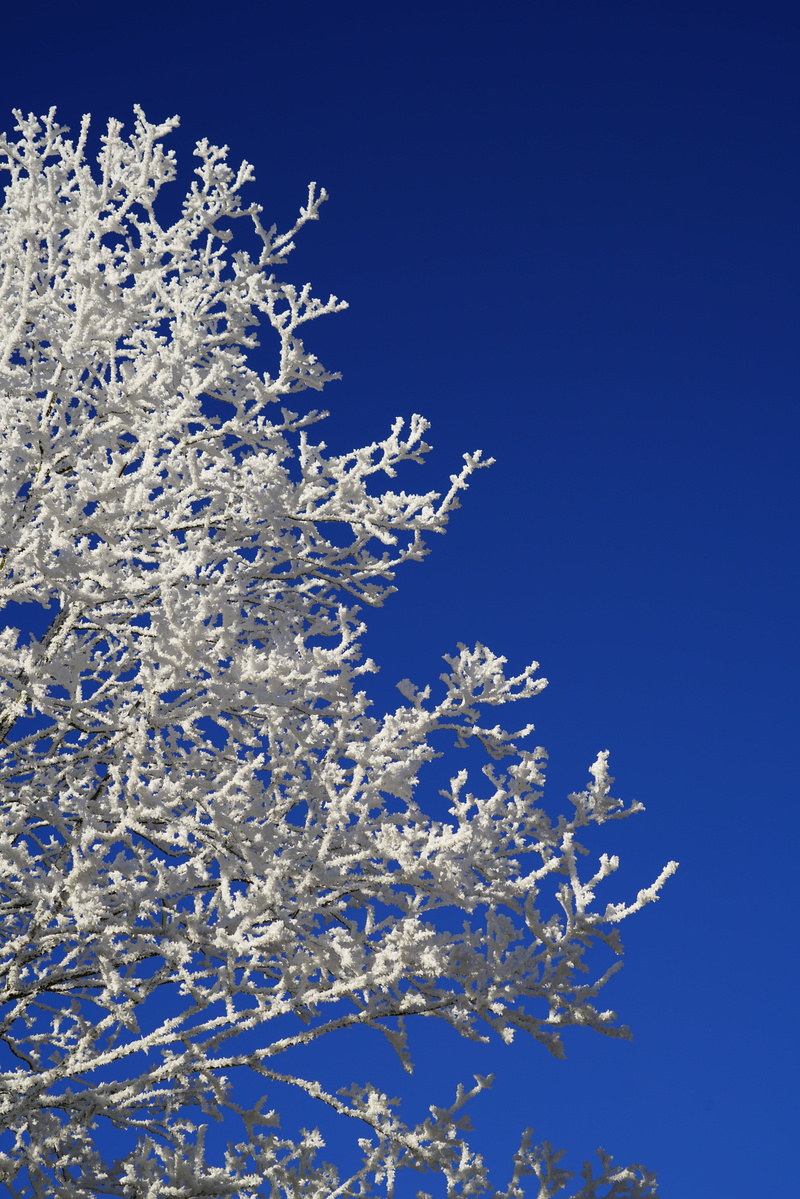 cherry blossom, hoarfrost, tranquility, christmas, flower, growth, ice, springtime, winter photo, cold - Temperature, fragility, backgrounds, winter picture