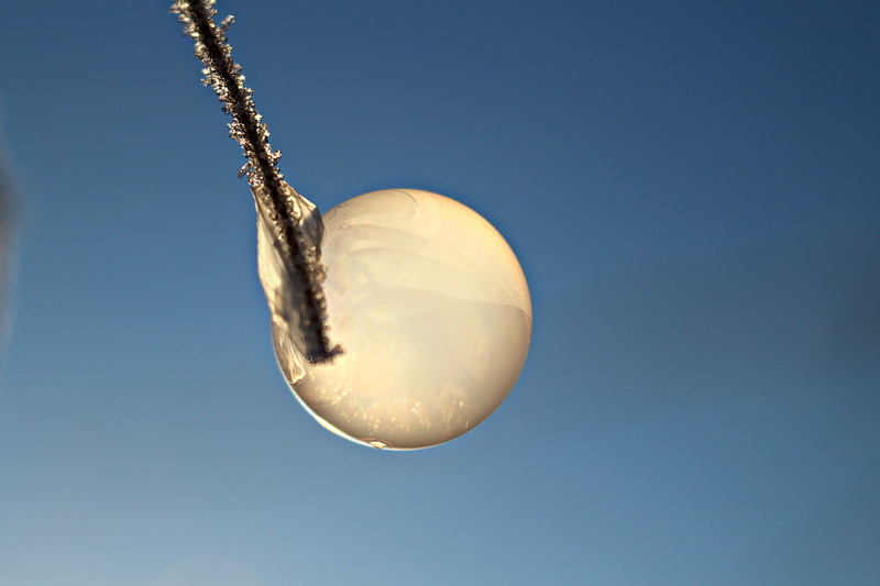 blue, ice-bag, outdoors, no people, tree, studio shot, christmas, frozen, copy space, frost blister, cold, sunny, day, single object, hanging, low angle view