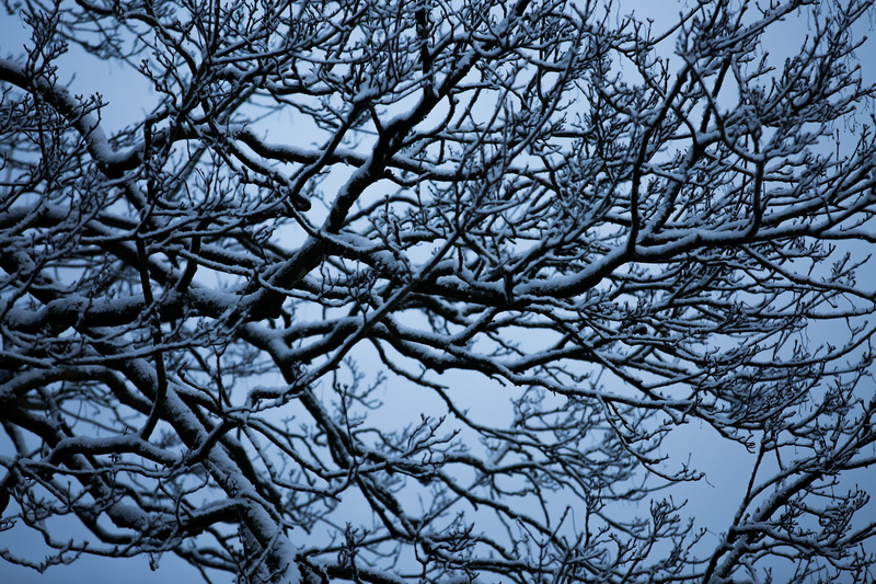 nature, 5K, spooky, Branches, beauty in nature, ice, backgrounds, Tree, full frame, weather, low angle view, day, scenics - nature, Snow, branch, cold temperature
